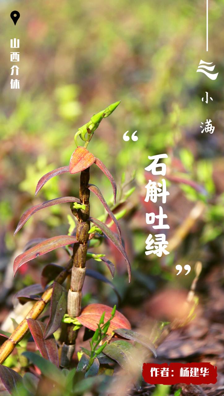 创意小满海报,小满海报设计