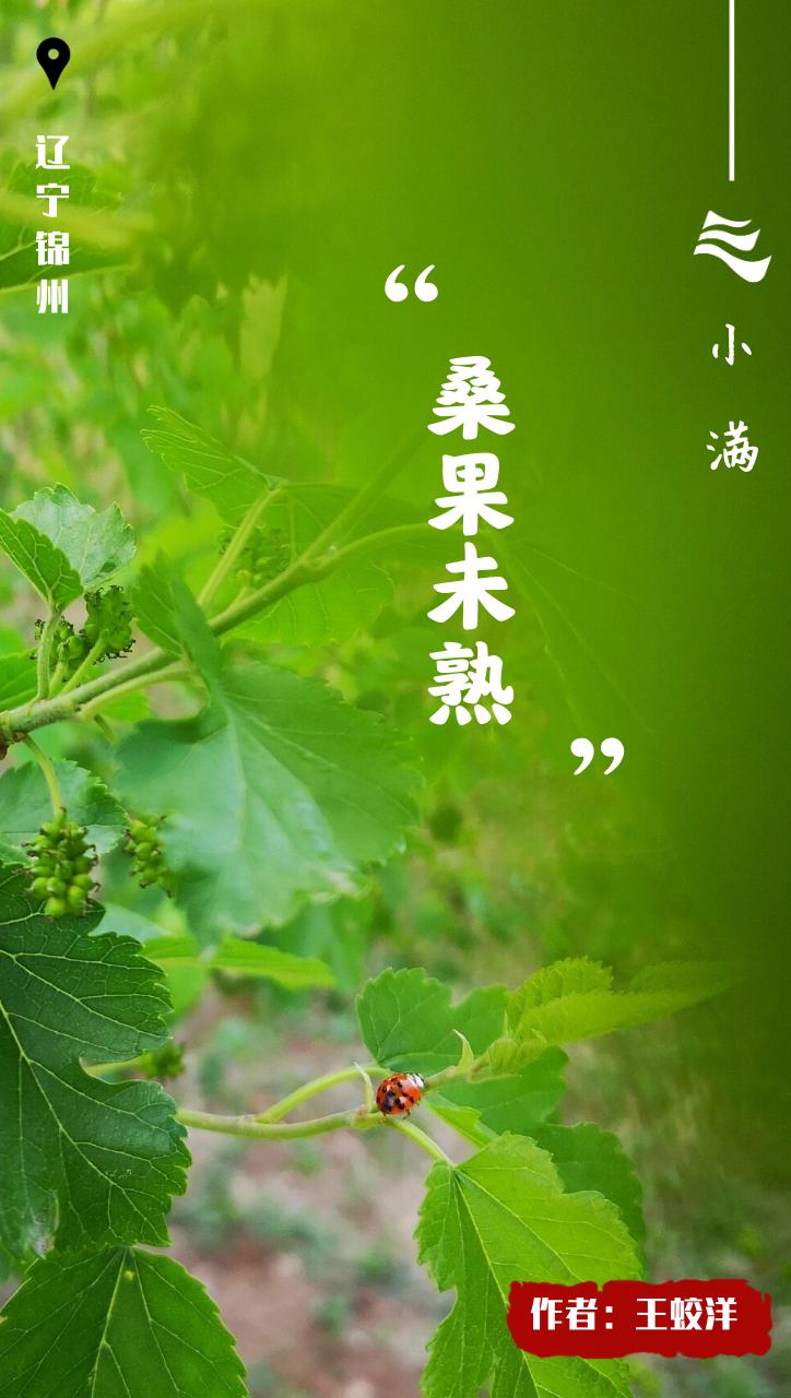 创意小满海报,小满海报设计