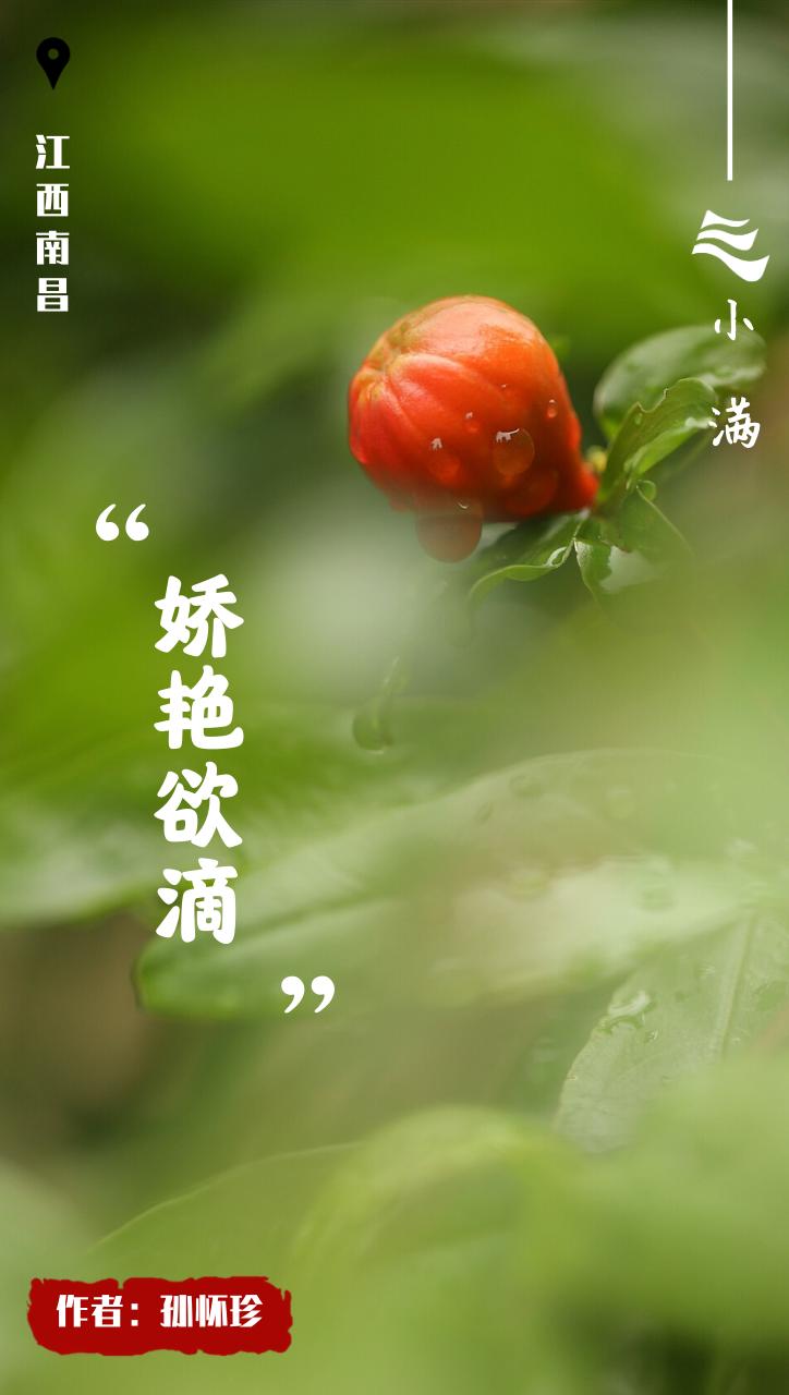 创意小满海报,小满海报设计