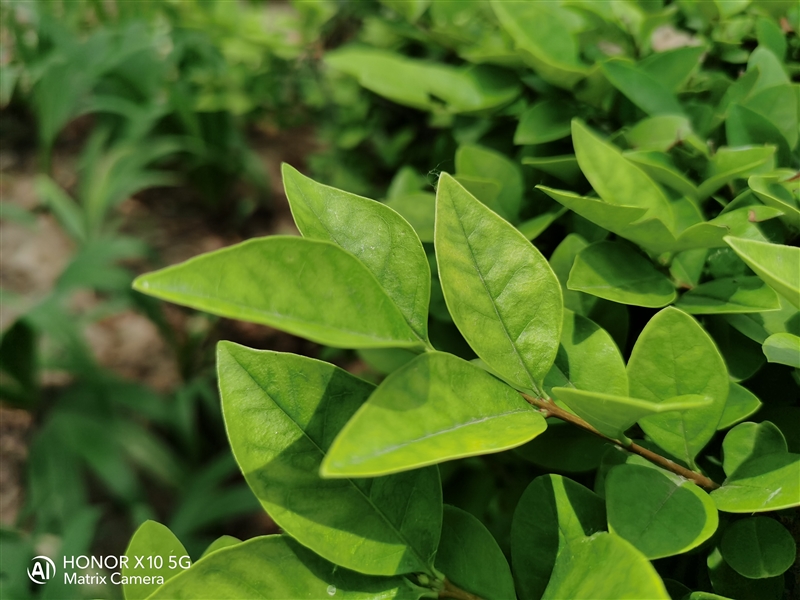 1899元一代神机!荣耀X10首发评测:麒麟820与“夜视仪”恰逢其时