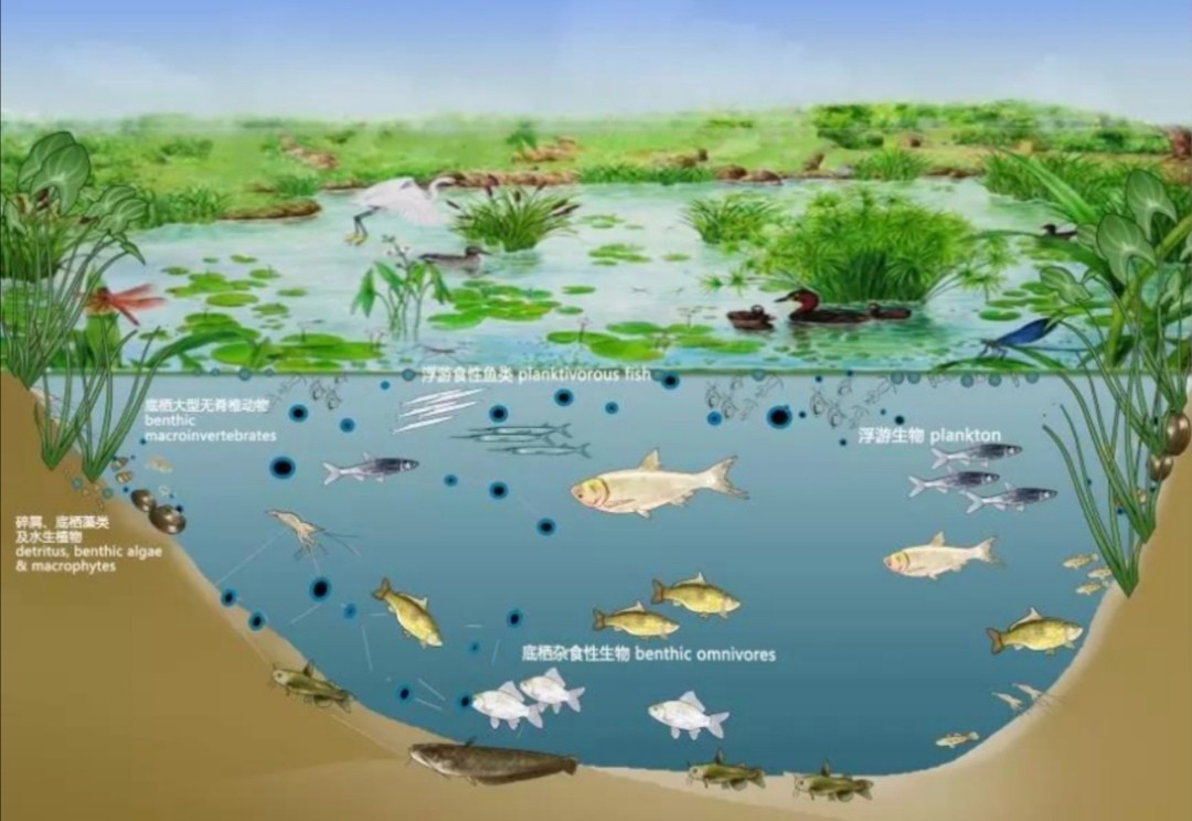 老司机带你飞之番外篇:涨水与落水对鱼的影响