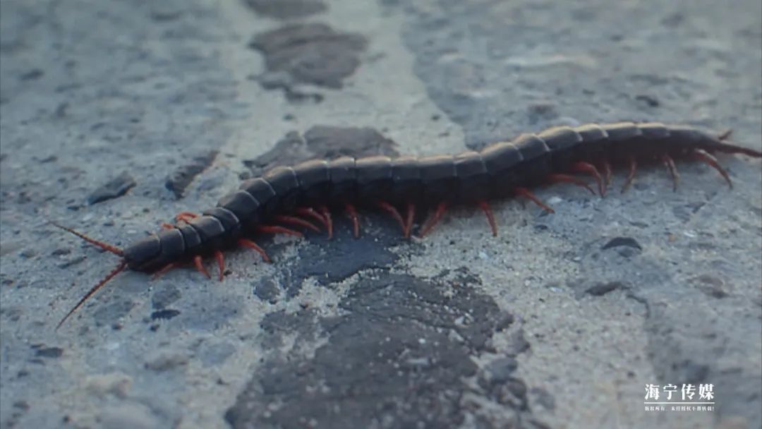 十大毒虫咬人后的症状,十大毒虫咬人了怎么办