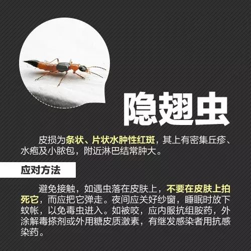 十大毒虫咬人后的症状,十大毒虫咬人了怎么办