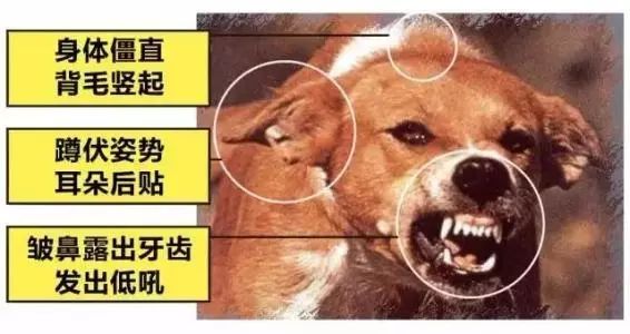 被流浪猫咬到没什么大事吧,不小心被猫咬了一口要打针么