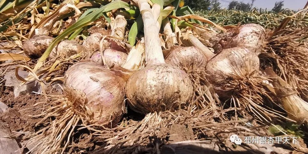 大蒜收获季！邳州强化服务助农解忧