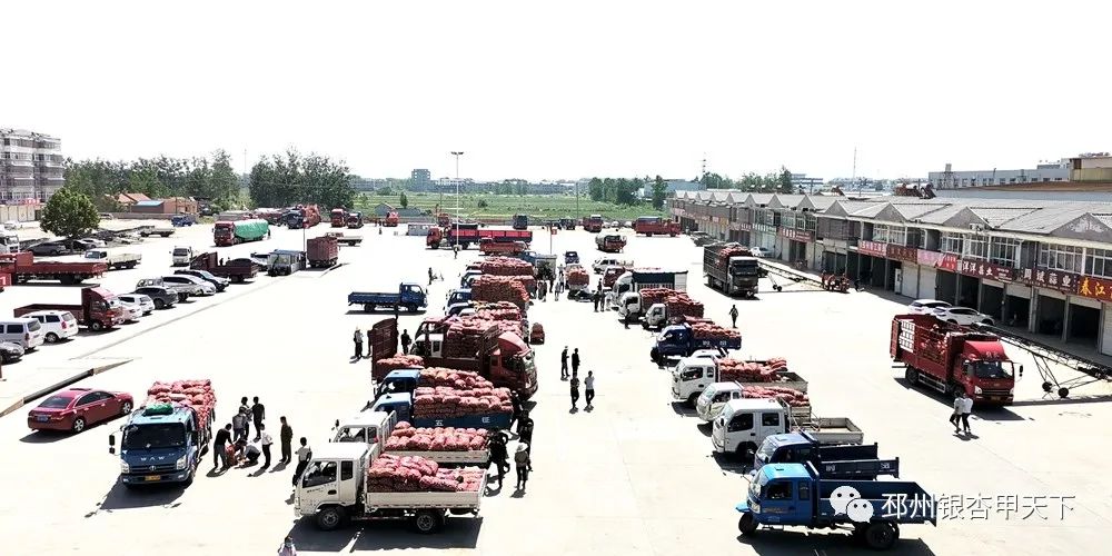 大蒜收获季！邳州强化服务助农解忧