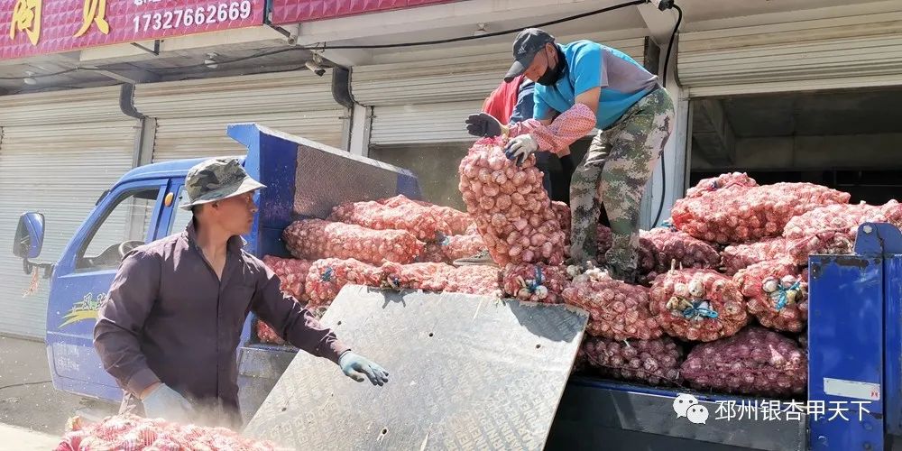 大蒜收获季！邳州强化服务助农解忧