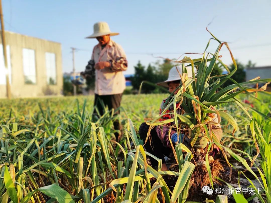 大蒜收获季！邳州强化服务助农解忧