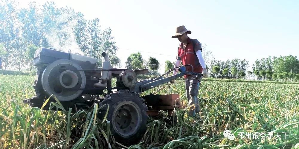 大蒜收获季！邳州强化服务助农解忧