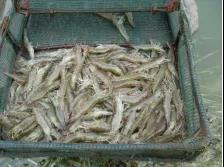 虾稻混养最佳方案,虾混养成功案例