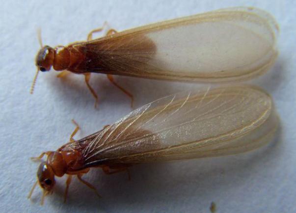 白蚁怎么处理最有效,白蚁怎么处理最好方法