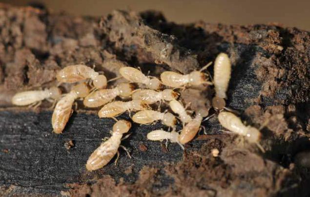 白蚁怎么处理最有效,白蚁怎么处理最好方法