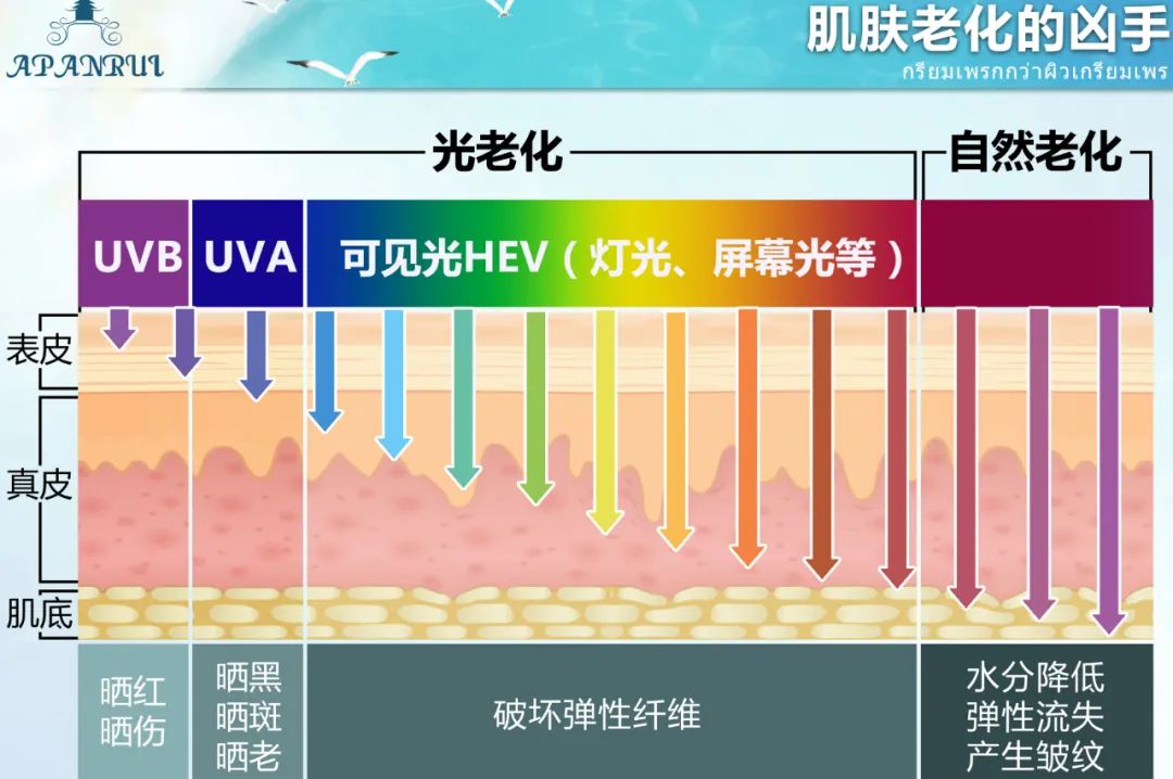 泰国人用什么防晒,泰国人参防晒