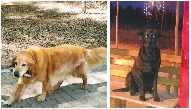 宠物噪音扰民归哪个部门管,狗叫噪音扰民归哪个部门管