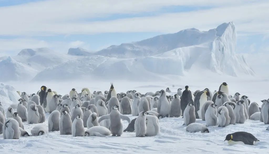 南极洲“绿雪”涌现，帝企鹅：泥土是什么？