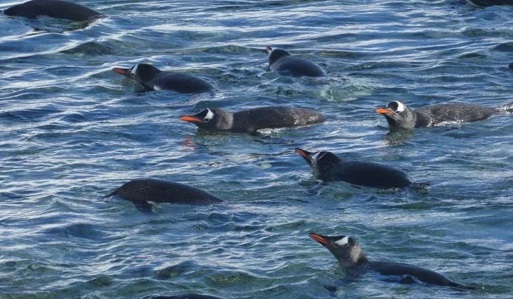 南极洲“绿雪”涌现，帝企鹅：泥土是什么？