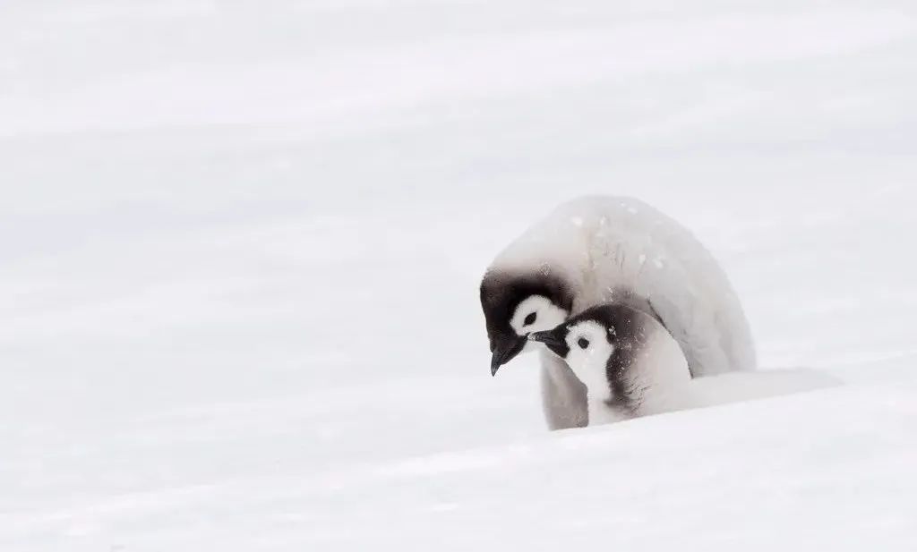 南极洲“绿雪”涌现，帝企鹅：泥土是什么？