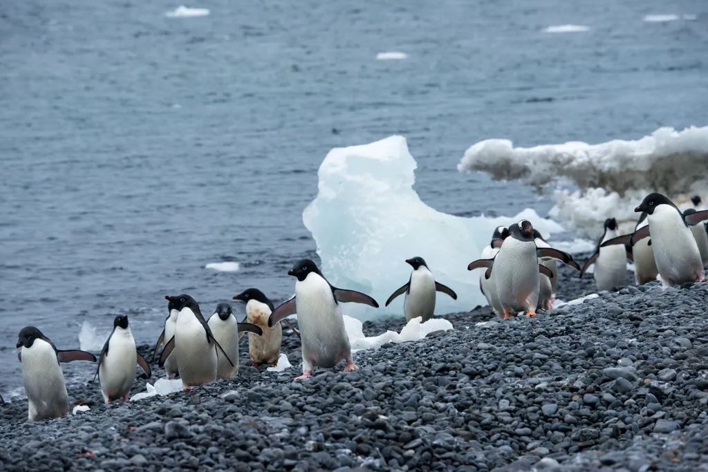 南极洲“绿雪”涌现，帝企鹅：泥土是什么？