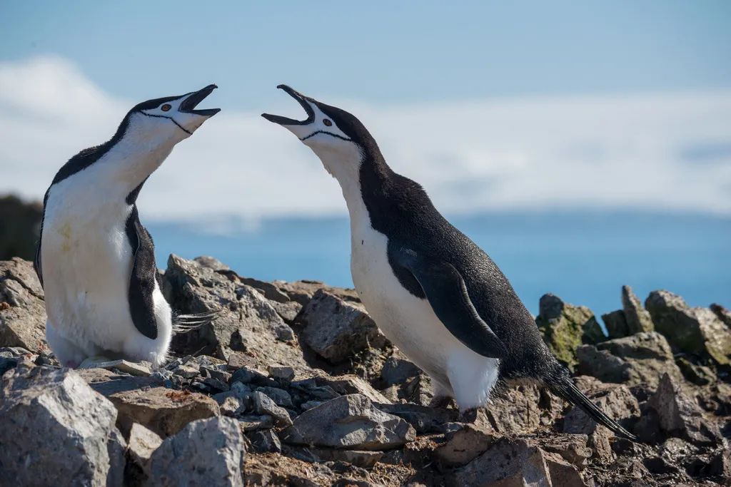 南极洲“绿雪”涌现，帝企鹅：泥土是什么？