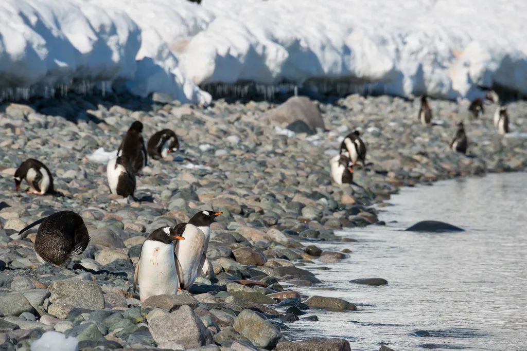 南极洲“绿雪”涌现，帝企鹅：泥土是什么？