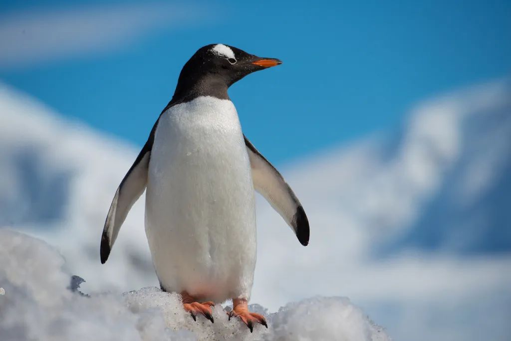 南极洲“绿雪”涌现，帝企鹅：泥土是什么？