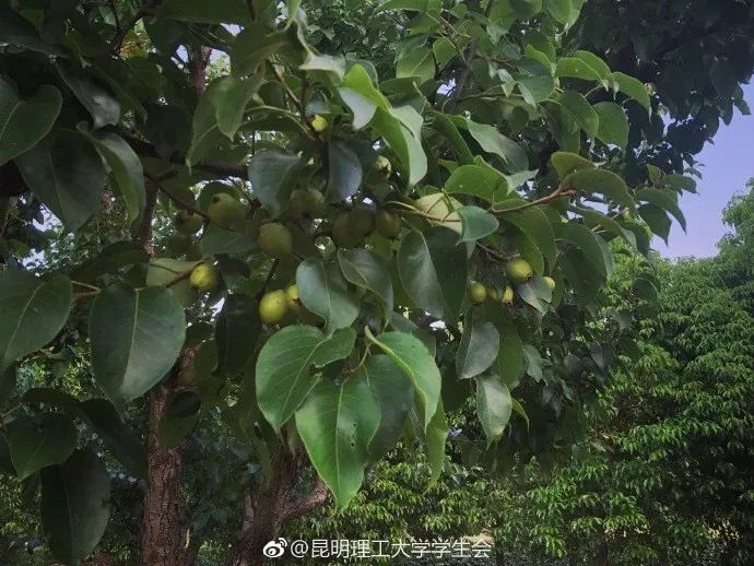 突然好想你广州大学,突然想你昆明理工