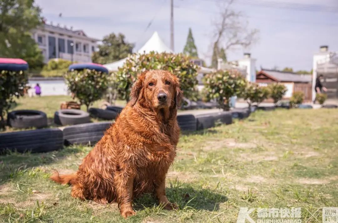 最近杭州不少人为它们减肥操碎了心，又是上“维密课”又是买纤体膏……“它经济”来了