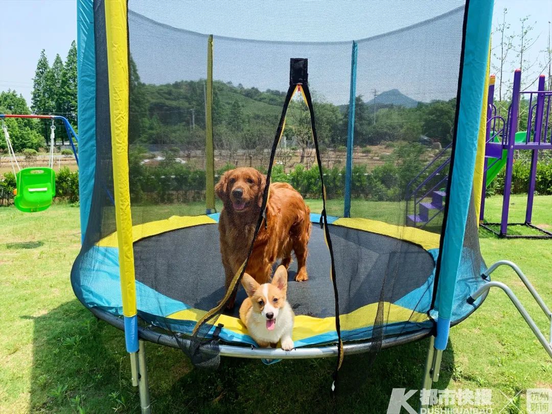 最近杭州不少人为它们减肥操碎了心，又是上“维密课”又是买纤体膏……“它经济”来了