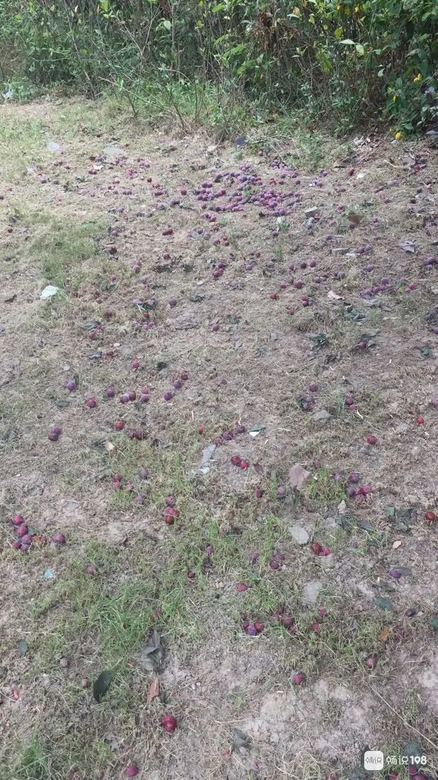 浙江一小区里随处可见的这东西，店里卖到15.8元一斤！居民随便捡