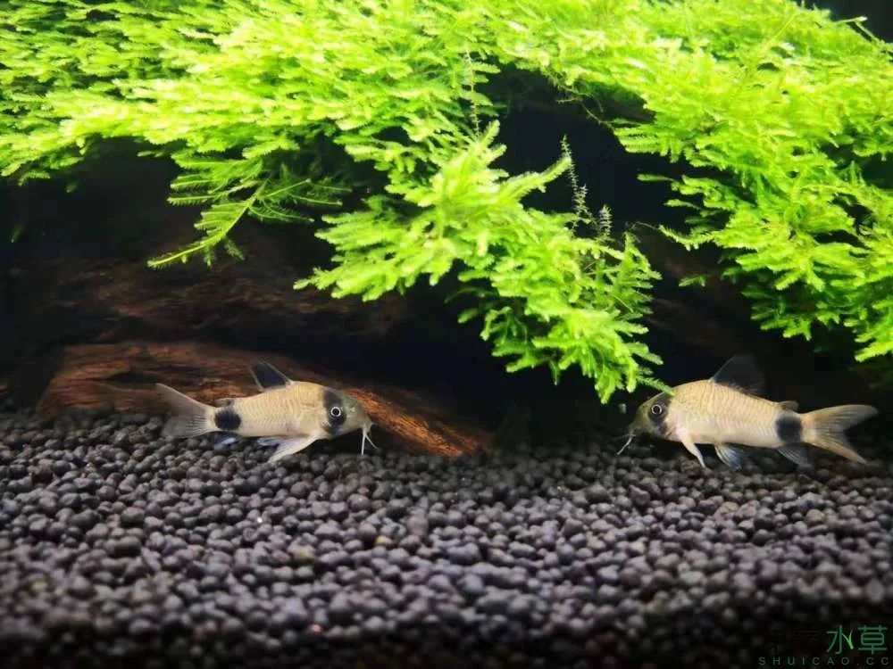 草缸1.2米生命之树造景,草缸造景60厘米大师作品