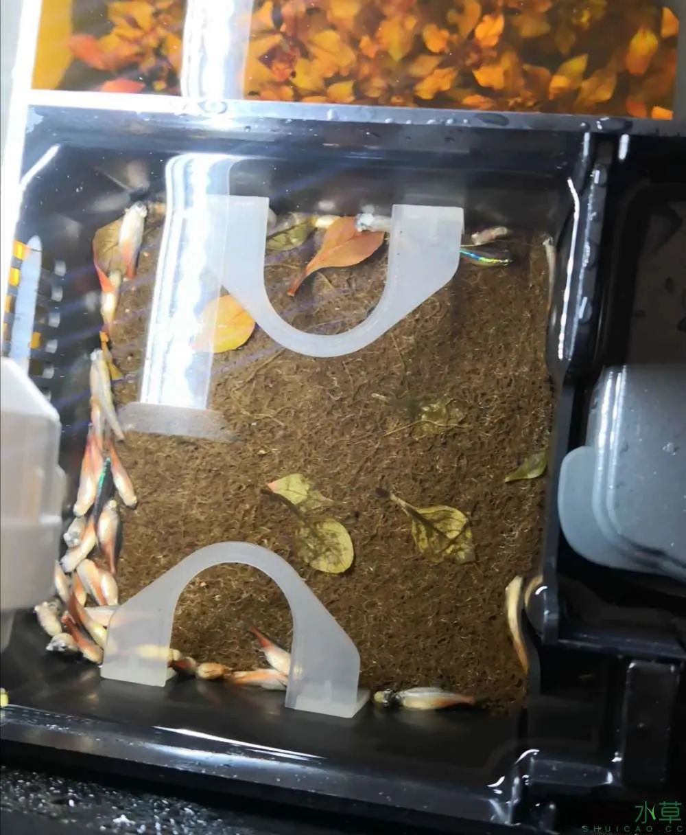 草缸1.2米生命之树造景,草缸造景60厘米大师作品