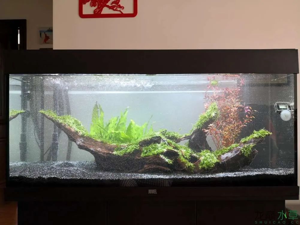 草缸1.2米生命之树造景,草缸造景60厘米大师作品