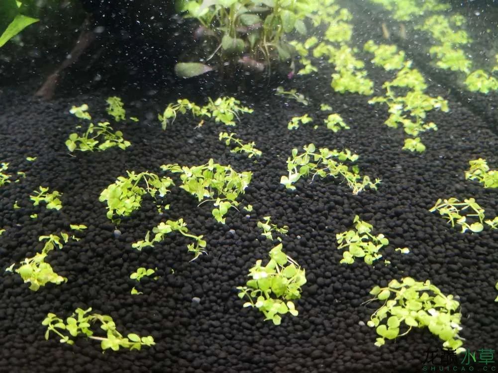 草缸1.2米生命之树造景,草缸造景60厘米大师作品