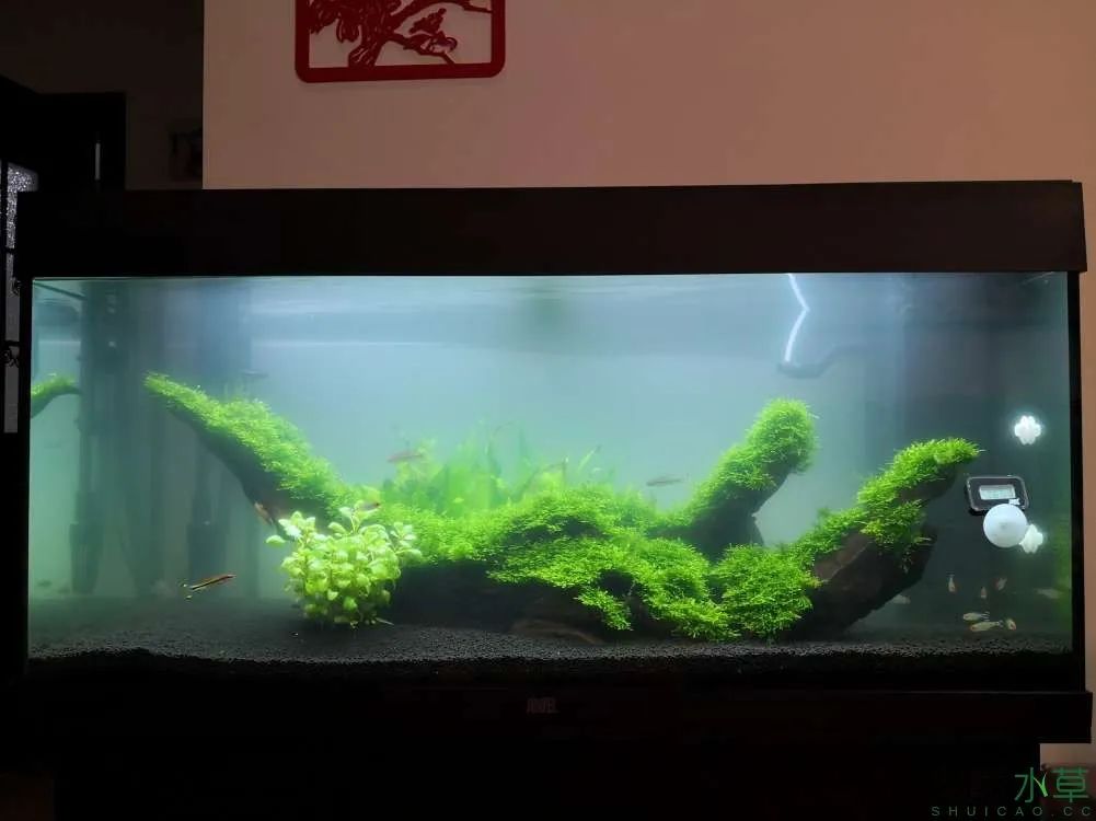 草缸1.2米生命之树造景,草缸造景60厘米大师作品