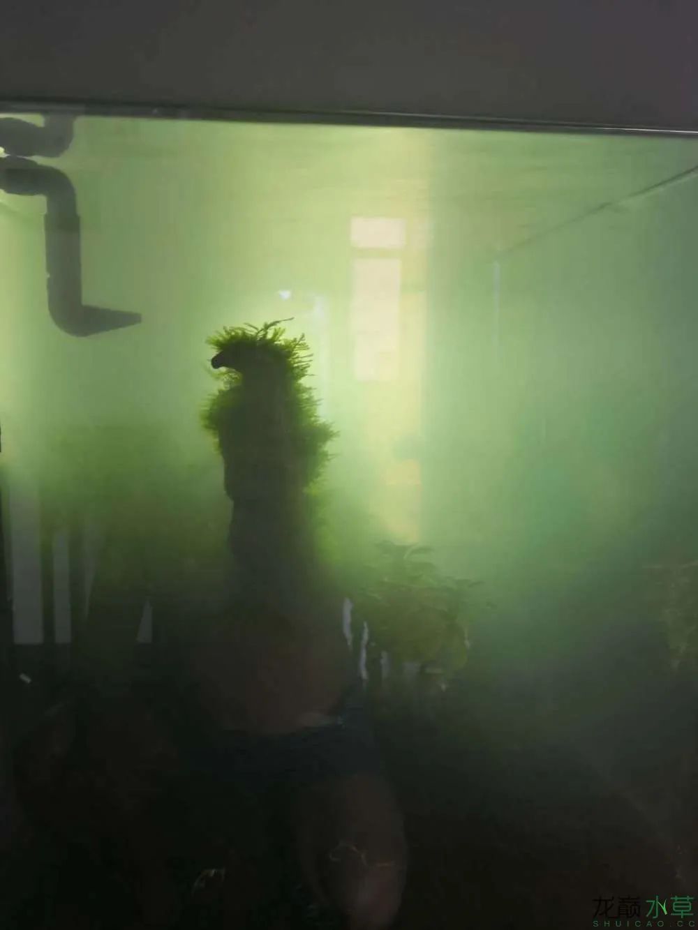 草缸1.2米生命之树造景,草缸造景60厘米大师作品