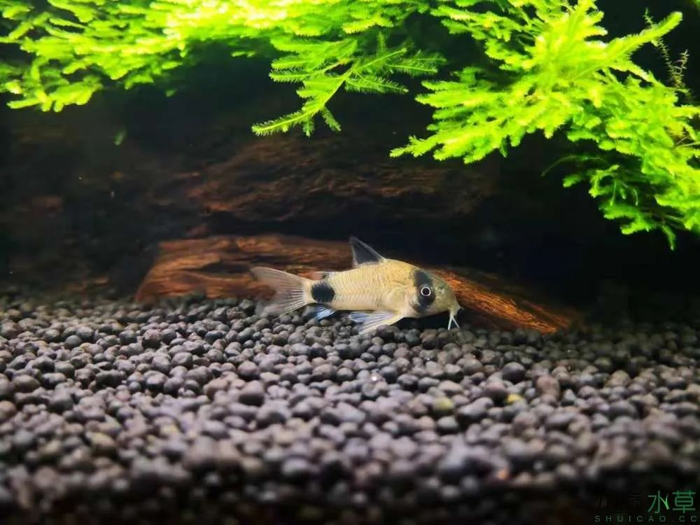 草缸1.2米生命之树造景,草缸造景60厘米大师作品