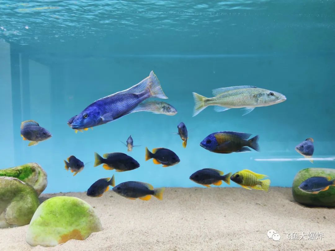 草缸1.2米生命之树造景,草缸造景60厘米大师作品