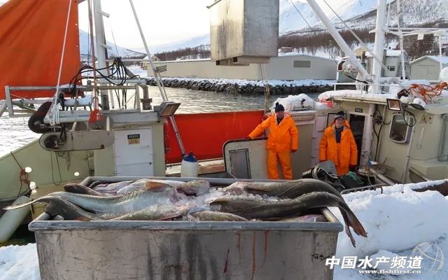 春节将至三文鱼销量暴涨13倍,2022中国三文鱼进口量