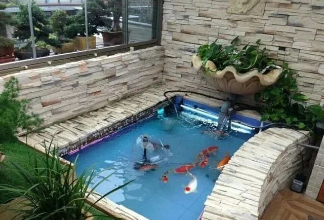 锦鲤鱼缸里能养绿萝吗,锦鲤鱼池上面放绿萝可以吗