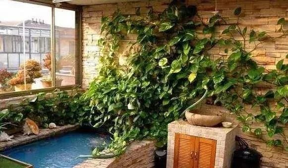 锦鲤鱼缸里能养绿萝吗,锦鲤鱼池上面放绿萝可以吗