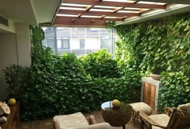 锦鲤鱼缸里能养绿萝吗,锦鲤鱼池上面放绿萝可以吗