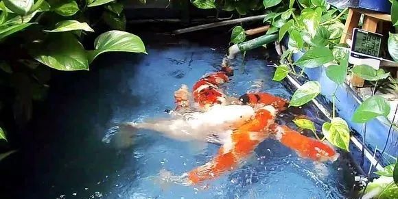 锦鲤鱼缸里能养绿萝吗,锦鲤鱼池上面放绿萝可以吗