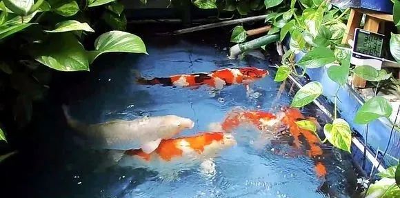 锦鲤鱼缸里能养绿萝吗,锦鲤鱼池上面放绿萝可以吗