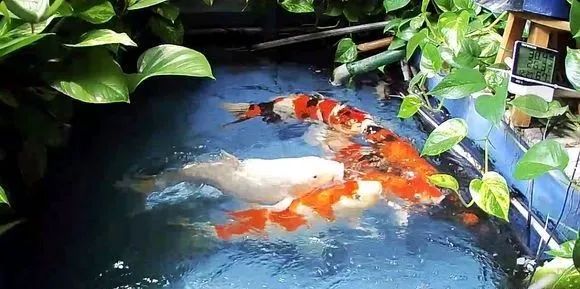 锦鲤鱼缸里能养绿萝吗,锦鲤鱼池上面放绿萝可以吗