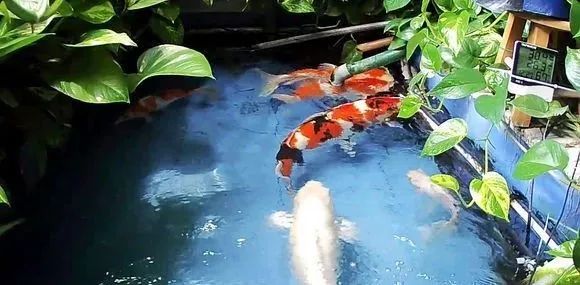 锦鲤鱼缸里能养绿萝吗,锦鲤鱼池上面放绿萝可以吗