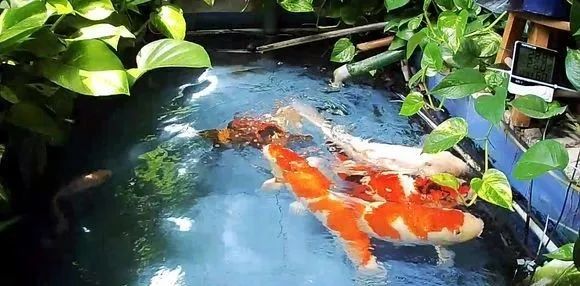 锦鲤鱼缸里能养绿萝吗,锦鲤鱼池上面放绿萝可以吗