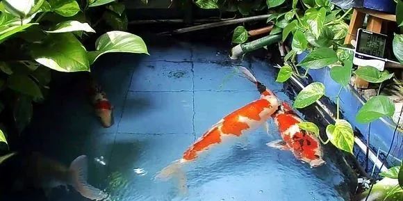 锦鲤鱼缸里能养绿萝吗,锦鲤鱼池上面放绿萝可以吗