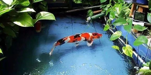 锦鲤鱼缸里能养绿萝吗,锦鲤鱼池上面放绿萝可以吗