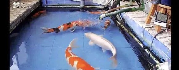 锦鲤鱼缸里能养绿萝吗,锦鲤鱼池上面放绿萝可以吗