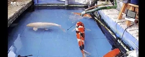 锦鲤鱼缸里能养绿萝吗,锦鲤鱼池上面放绿萝可以吗